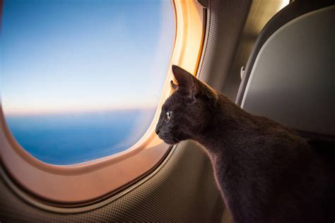 chat assis près d'un hublot d'avion|Voyager en avion avec un chat : les conseils pour une .